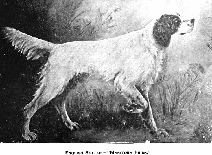 Manitoba Frisk (1920s) | English Setter 