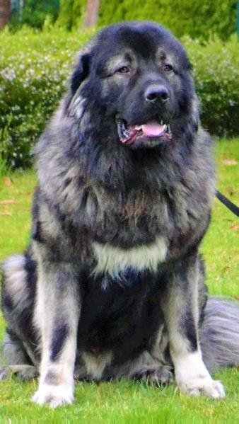 Fivehills Preston | Caucasian Mountain Dog 