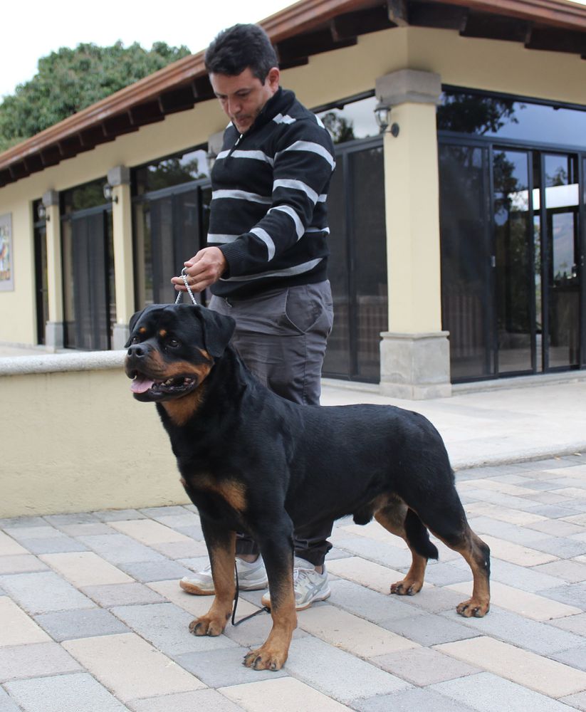 Popay Timit-Tor | Rottweiler 