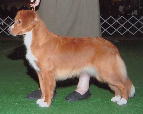 Javahill Faith Of The Heart | Nova Scotia Duck Tolling Retriever 