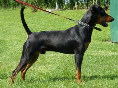 Sini-minin Fantastic | German Pinscher 