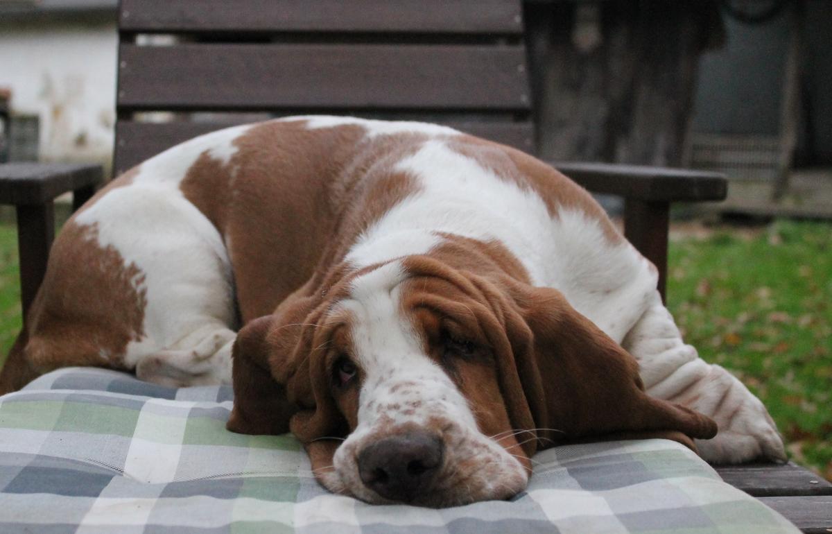 Beatrice Silesian Master | Basset Hound 