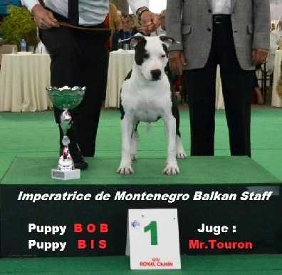 Imperatrice de Montenegro Balkan Staff | American Staffordshire Terrier 