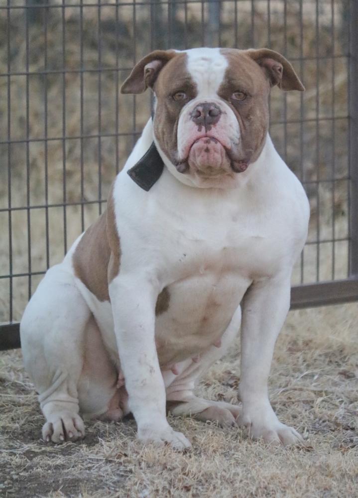 BullyBadass's Sassy Sissy of VAB | American Bulldog 