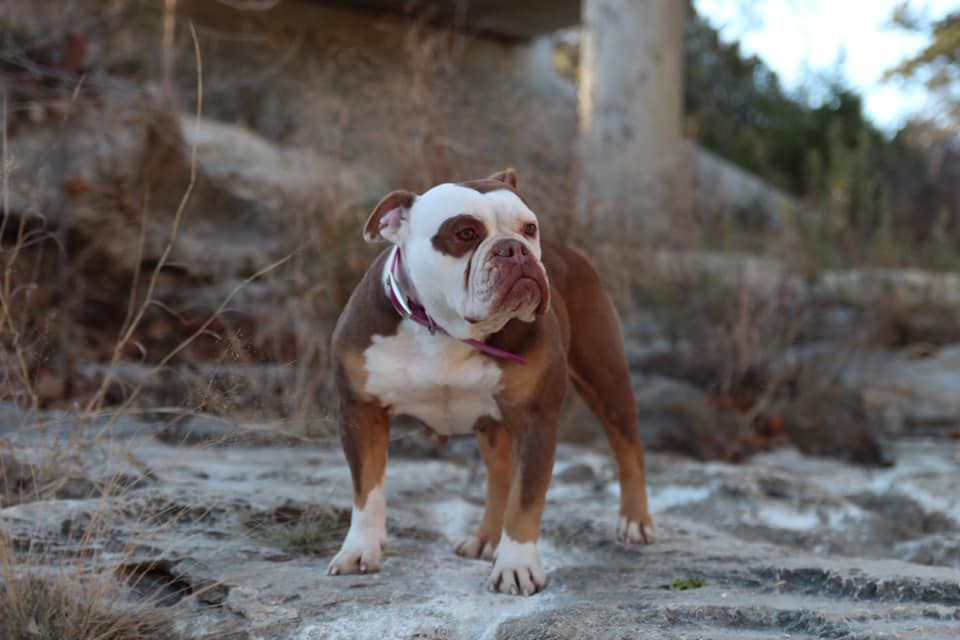 D-Day's Saga | Olde English Bulldogge 