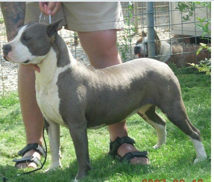 Icewood EZ Blazing Star | American Staffordshire Terrier 