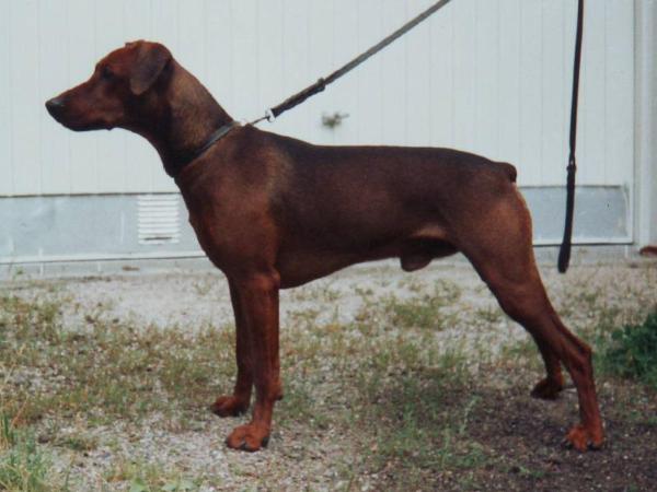 Ceriinan LARRY | German Pinscher 