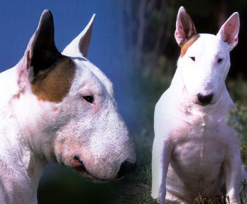 ROUGH DIAMOND´S HODO | Bull Terrier 