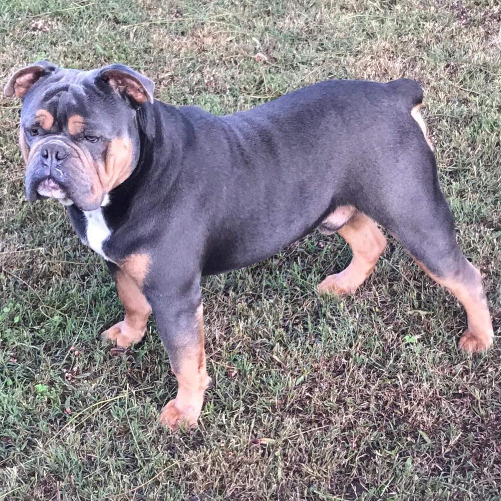 Major Leagues' Santana | Olde English Bulldogge 