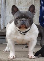 SABK's Maximus Prime of Dandelionz | French Bulldog 