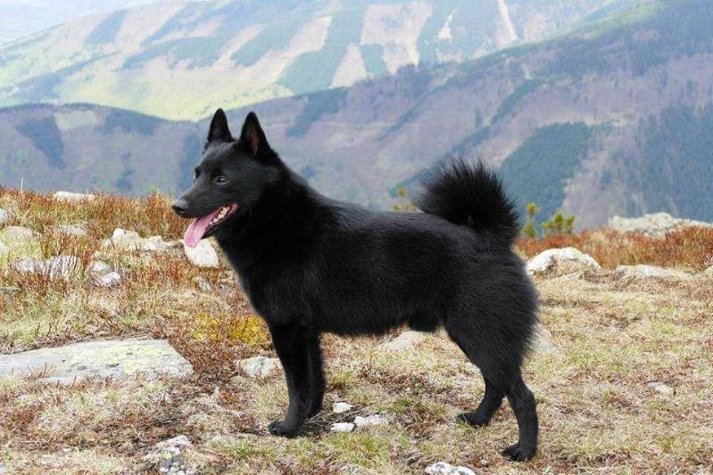 BAROKO Nubika | Schipperke 