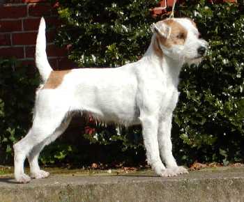 Rednock Cheeky Chazzy | Jack Russell Terrier 