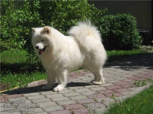 Beloe Chudo Discovery | Samoyed 