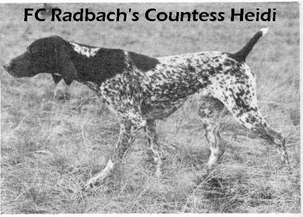 RADBACH COUNTESS HEIDI | German Shorthaired Pointer 