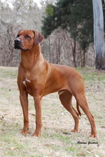 Asha Ma Sunny Moon´S | Rhodesian Ridgeback 