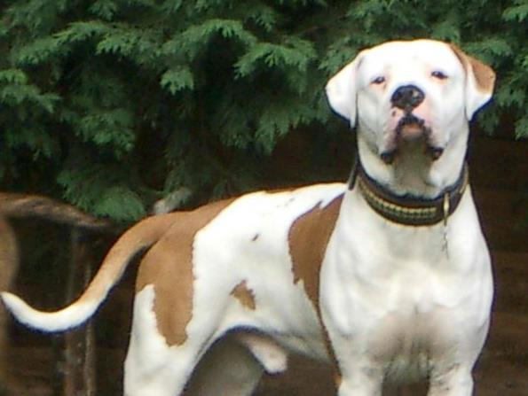 Performance Drive's Bulldozer | American Bulldog 