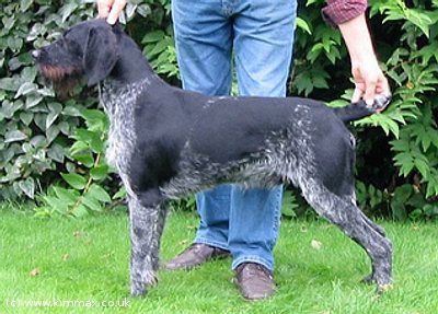 Mirko vom Böckhagen | German Wirehaired Pointer 