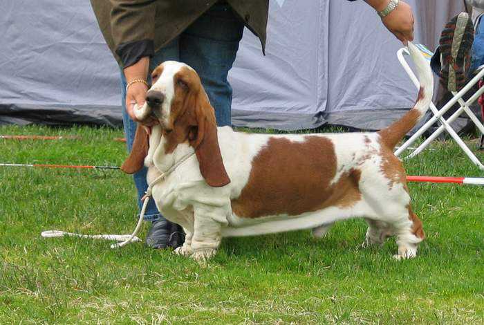 Skin-Deep's Inverness Bono | Basset Hound 