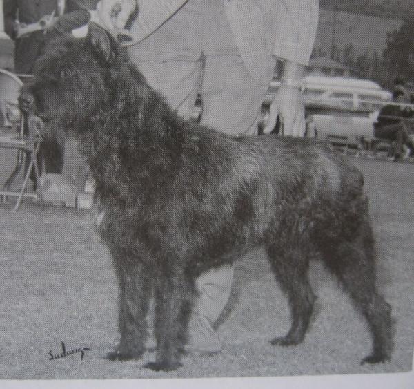 Zorina du Clos des Cerberes | Bouvier des Flandres 