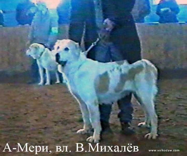 A Mery | Central Asian Shepherd Dog 