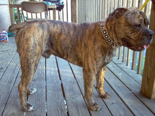 Lemmy the Traveler | Olde English Bulldogge 