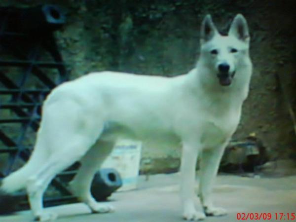 Copo de las Montañas Nevadas | White Swiss Shepherd Dog 