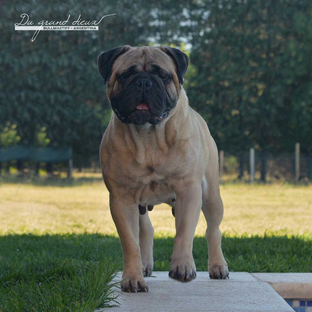 DU GRAND´S DIEUX BONNIE | Bullmastiff 