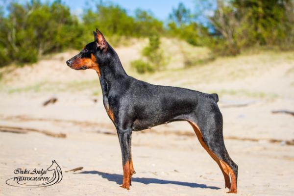 Sunny Monkey Arta | German Pinscher 