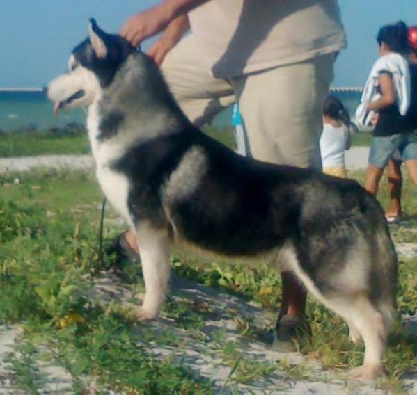 Sauza black (Perez) mex.Fci | Siberian Husky 