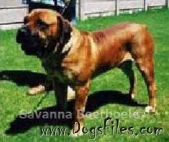 Vanderbijl's Roger | African Boerboel 