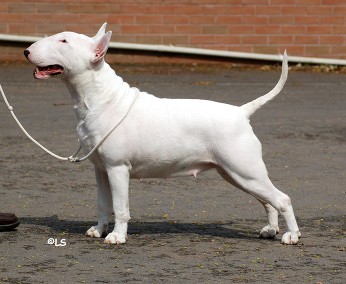 Emred Night Fever | Bull Terrier 