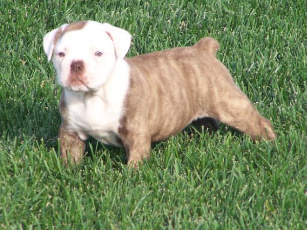 Copeland's Paul | Olde English Bulldogge 