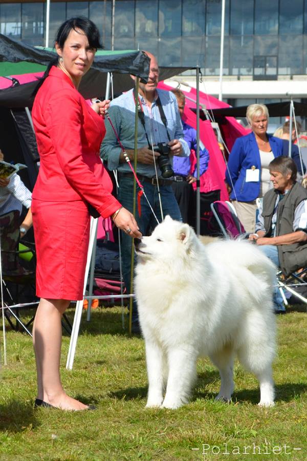 Dr. Wolf Style of King | Samoyed 