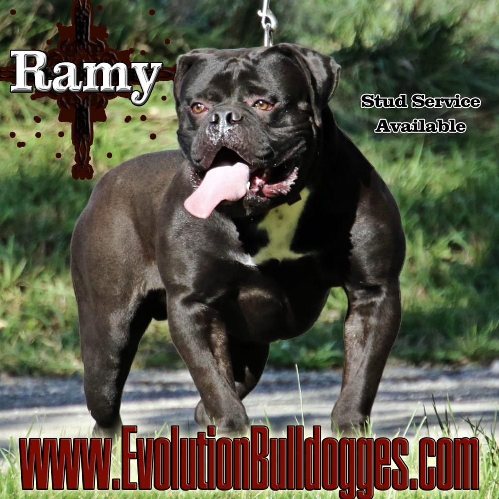 Evolution's Ramy | Olde English Bulldogge 