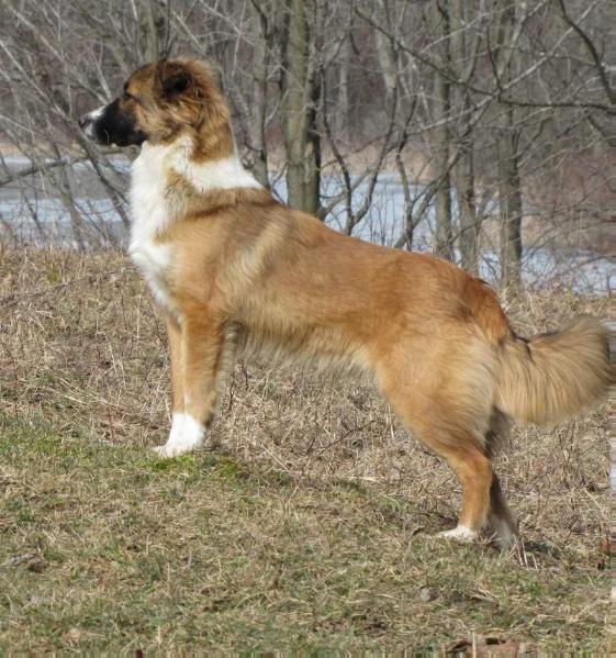 Oaktree's Bobbie of Red Fern | English Shepherd 
