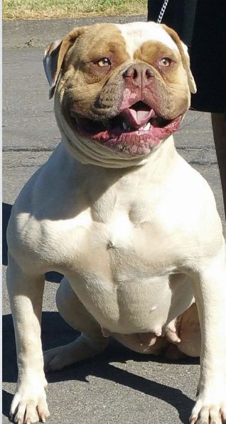 JSB chichi | American Bulldog 