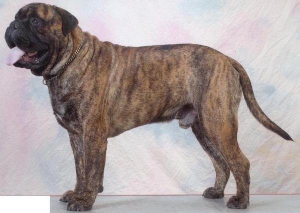 DYNAMIC FORCE GLADIATOR | Bullmastiff 