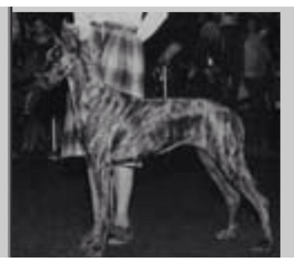 Sheenwater X-Clamation | Great Dane 