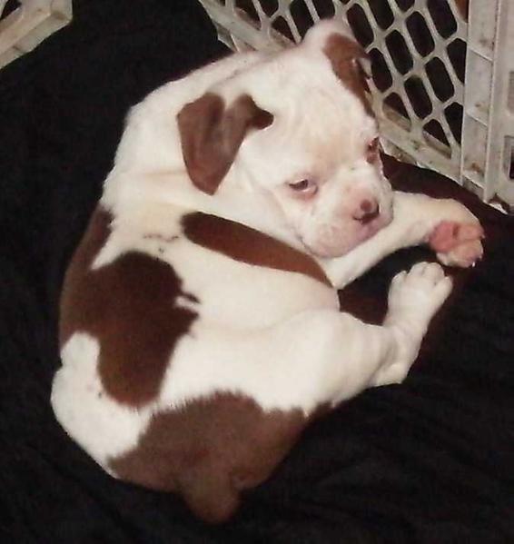 BuffaloCreek's/CrazyCreek's Polar Chocolate | Olde English Bulldogge 