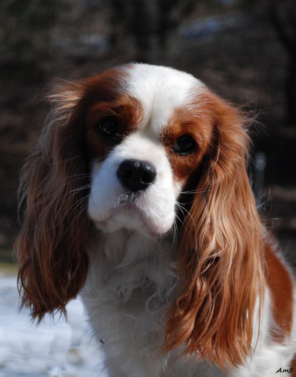 Stonehill's X-ellent Belle of the Ball | Cavalier King Charles Spaniel 