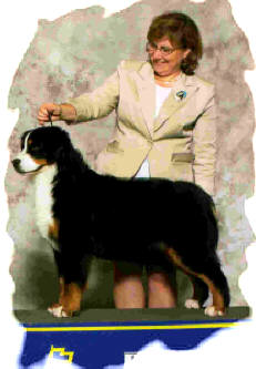 Tallpine's Pawsitive I D | Bernese Mountain Dog 