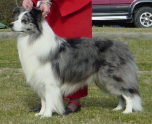 Clan-Abby Love In The Mist | Border Collie 