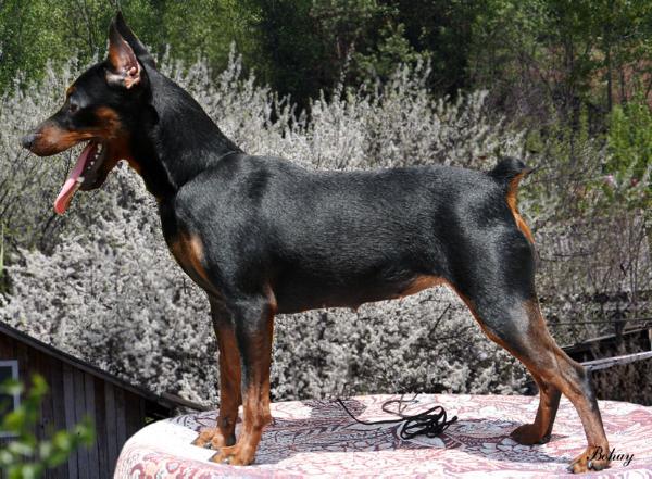 Bohayskiy Talisman Magia Ocharovania | Miniature Pinscher 
