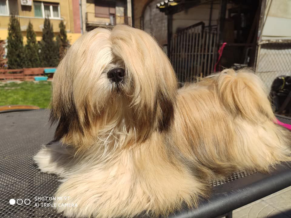 DEILODI COOKIE MONSTER | Lhasa Apso 