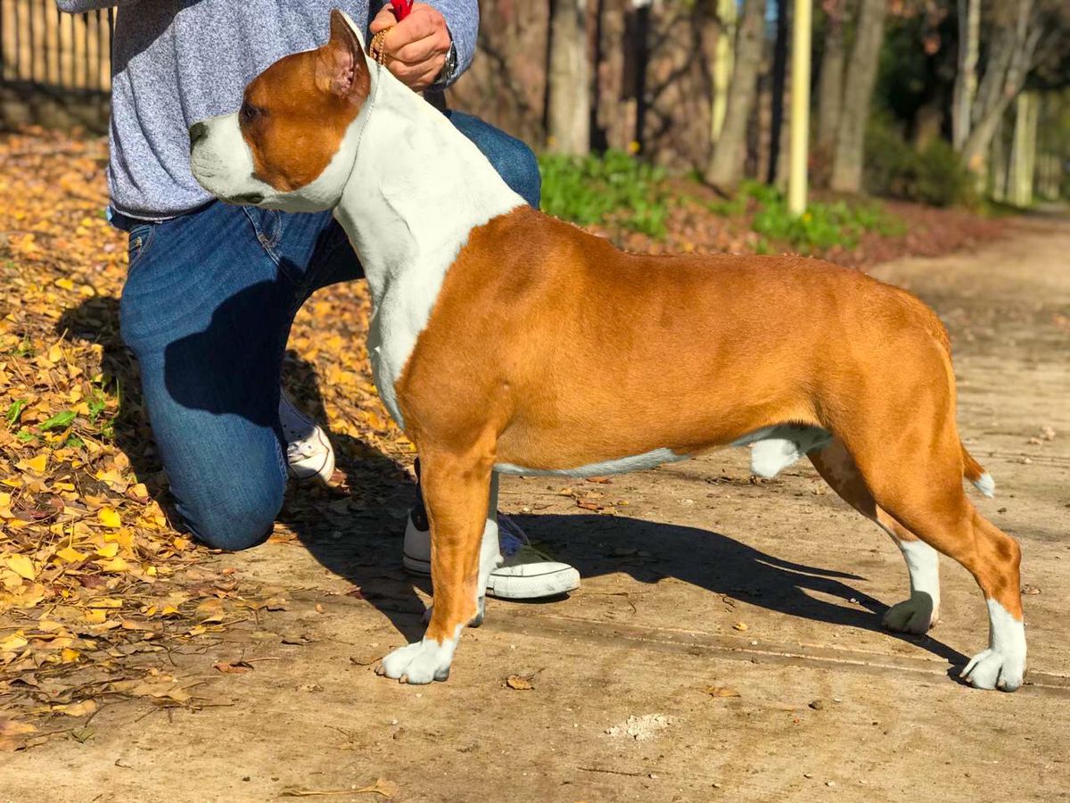 Jorah Ring on Fire | American Staffordshire Terrier 