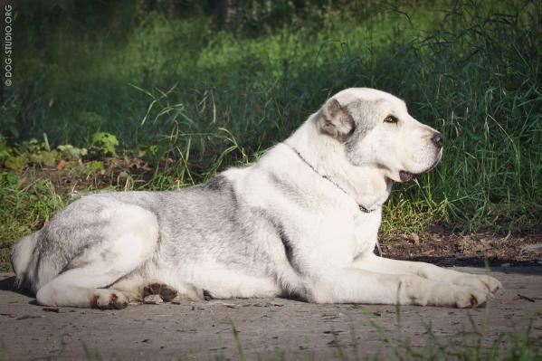 Zafira | Central Asian Shepherd Dog 