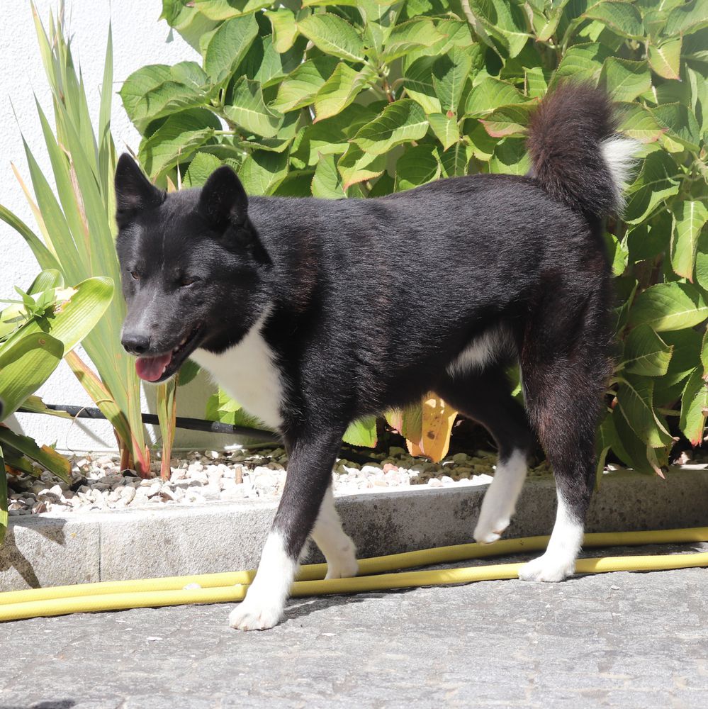 Abu Da Villa Saloia | Karelian Bear Dog 