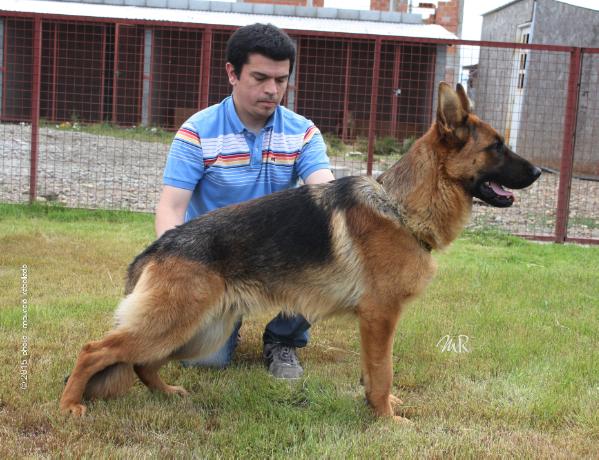 Paer Wilagrest | German Shepherd Dog 