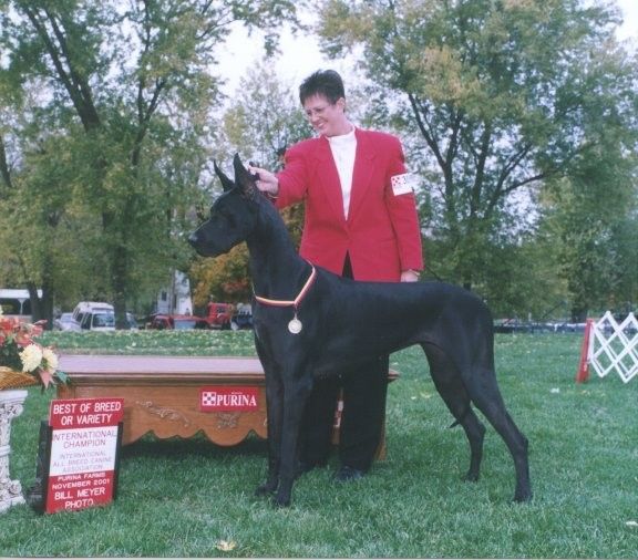EIO Danes Talia V Longo | Great Dane 