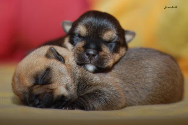 Scandvik Estrella | Norwich Terrier 